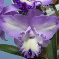 Laeliocattleya (Lc.)