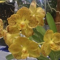 Ascda Golden Harvest Moon