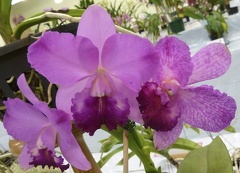 Rth. Dal's Reward x C. Lana Coryell "Deborah"