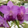 Rth. Dal's Reward x C. Lana Coryell "Deborah"