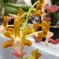 Aer. houlletiana x V. Lionvillei "Alba"