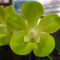 Ascda Memoria Thianchai x Vasco Mishima Lime