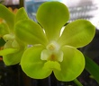 Ascda Memoria Thianchai x Vasco Mishima Lime