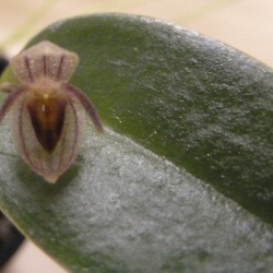 Pleurothallis (Pths.)