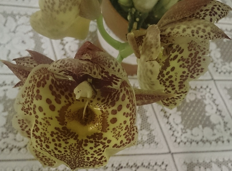 Ctsm. Orchidglade.JPG