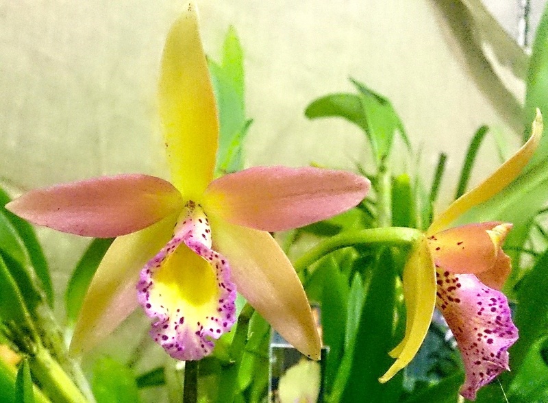 Bc. Yellow Bird x Ctt. Susan Holcombe