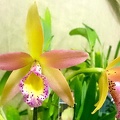 Bc. Yellow Bird x Ctt. Susan Holcombe