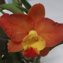 Cattleya (C.)