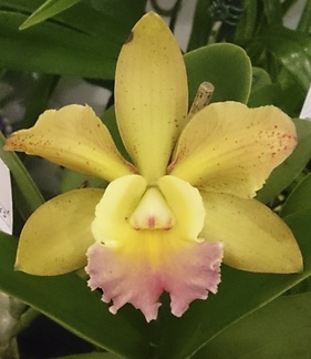 Rlc. Kinza "Southern Cross" x C. aclandiae