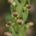 bracteata