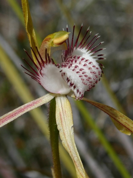 Caladenia (Calda.) serotina.JPG