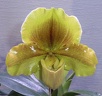 Van Ness "Lillian" x Pacific Shamrock "Western"