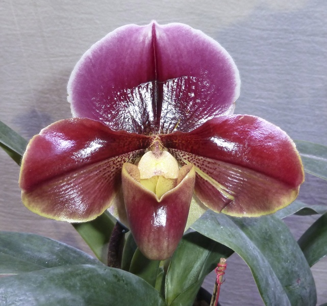 Paph. Startler 