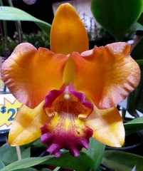 C. Ollie's Folly "Orange Blush" x Rth. Hawaiian Landmark "Dazzler"