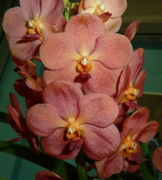 Ascda Fuchs Orange Sparkler.JPG