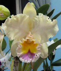 Rlc. George King x Rlc. California Girl