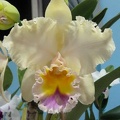 Rlc. George King x Rlc. California Girl