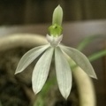 Caladenia catenata.jpg