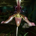 Paph Ensign x Paph. villosum.JPG