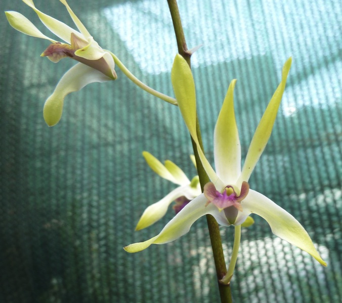 Den. Maile x canaliculatum.JPG