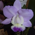 walkeriana "Kenny" x walkeriana "Southern Cross"