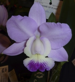 walkeriana "Kenny" x walkeriana "Southern Cross"