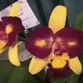 Orchids - World_20150718_09_13_57_Pro.jpg