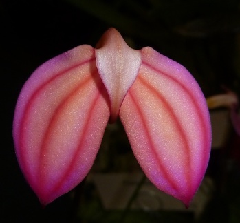 ignea "Strawberry Pink" form