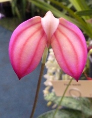 ignea "Strawberry Pink form"