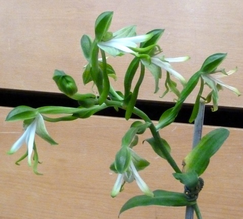 speciosa