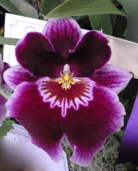 Miltoniopsis (Mps.) Red Knight 