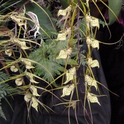 Brassia (Brs.)