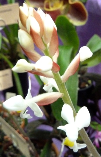 Ludisia discolor.JPG