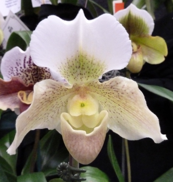 Paph. Dusty Millar 