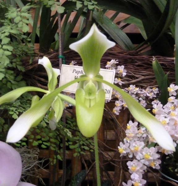 Paph. haynaldianum.JPG