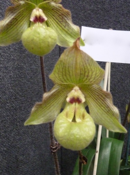 Paph. Jade Dragon.JPG