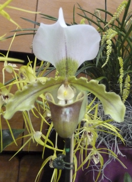 Paph. Leeanum.JPG