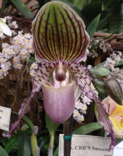 Paph. Mary Franz Smith.JPG