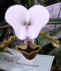 spicerianum