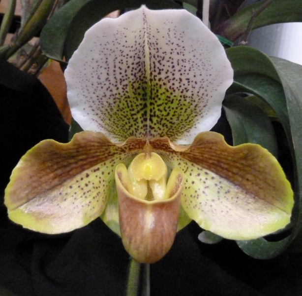 Paph. Sunland x Paph. Baroque.JPG