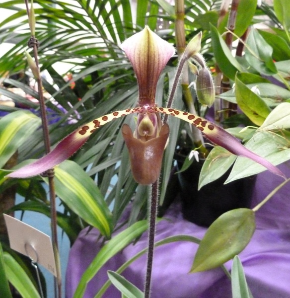 Paph. Toni Semple.JPG