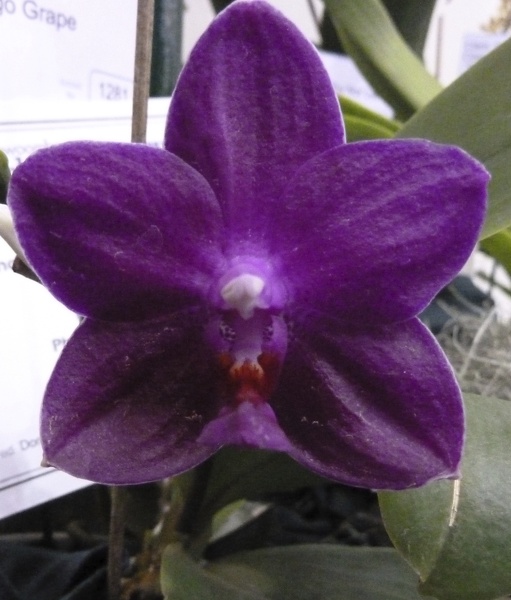 Phal. Sogo grape.JPG