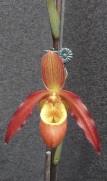 Phrag. Olga Gruss x Phrag. Sargentianum.JPG