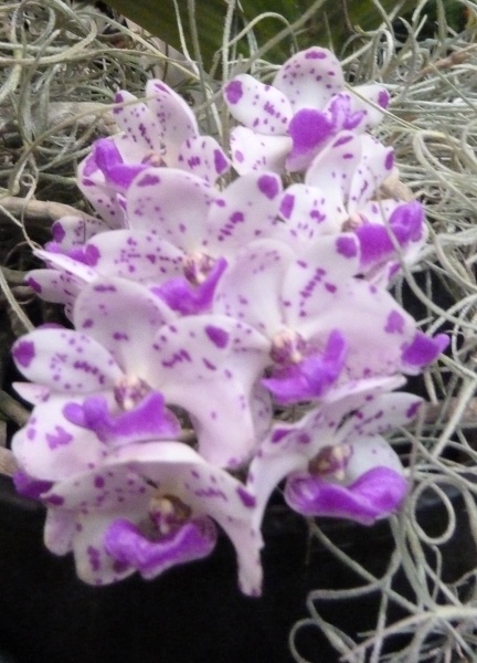 Rhy. gigantea 