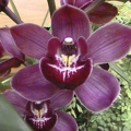 Cym. Darch Joy "Little Toy"