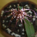 gracillimum