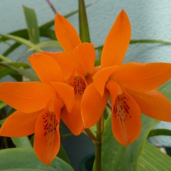 aurantiaca