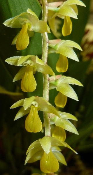 Ddc. cobbianum 