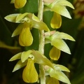 Ddc. cobbianum 