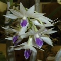 Den. amethystoglossum 